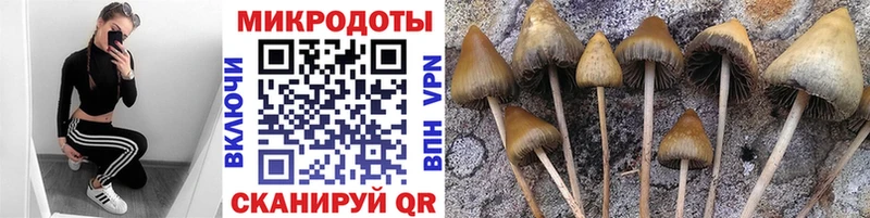 где найти наркотики  Ладушкин  Псилоцибиновые грибы ЛСД 